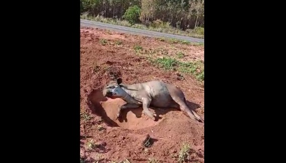 Anta gestante morre após atropelamento na BR-262 em Ribas; veja vídeo